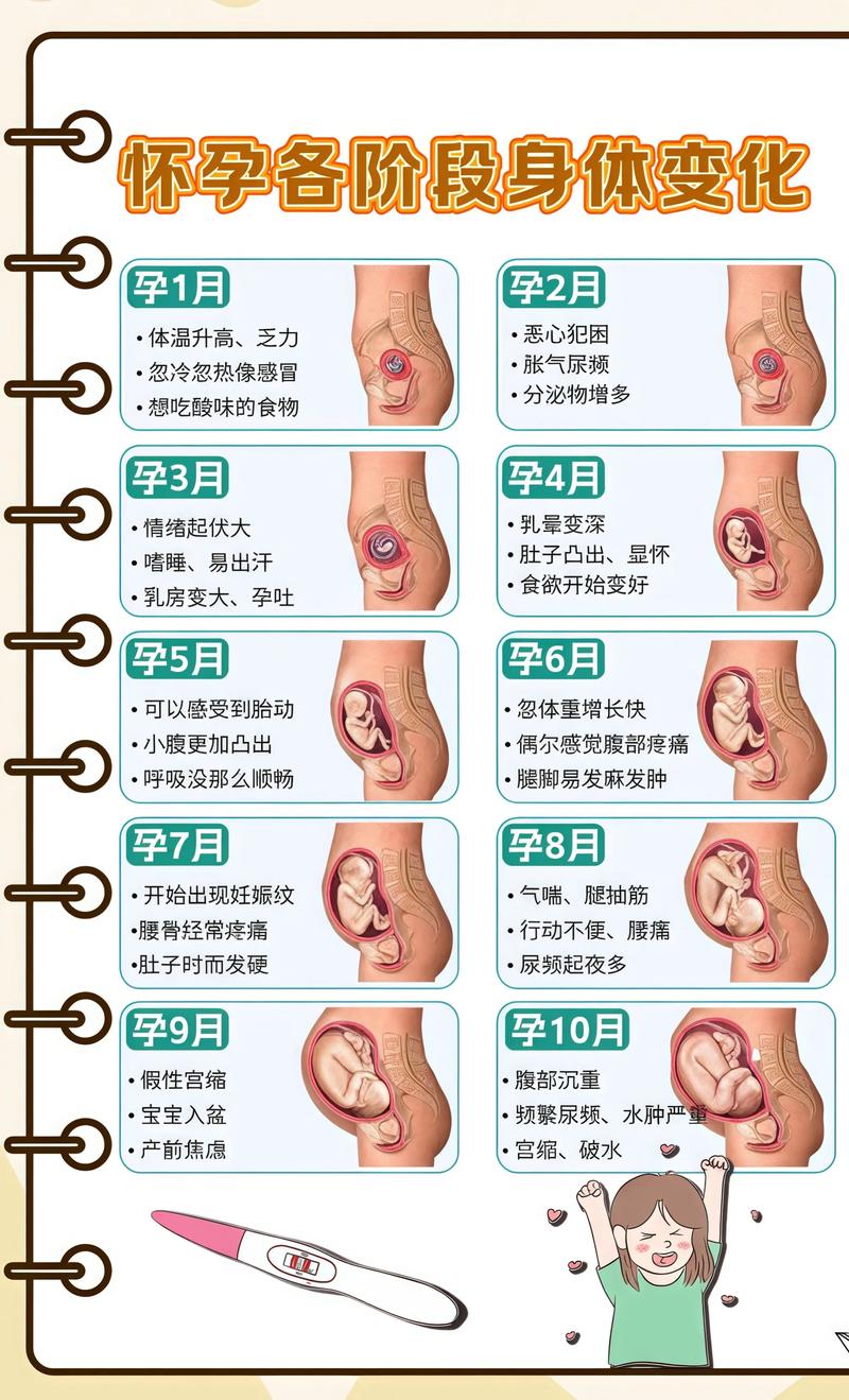 揭秘供卵代孕妈妈怀孕小腹分两节，孕期变化的奥秘蓟州代生机构: